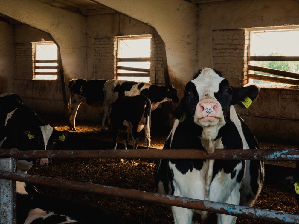 Photograph by Vitaliy