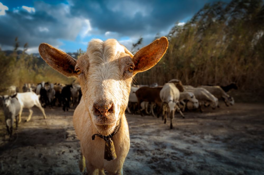 Photograph by Ivan Uhov