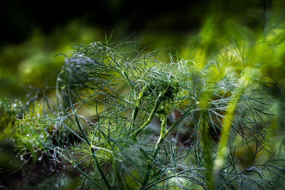 Photograph by Виктор Холодов