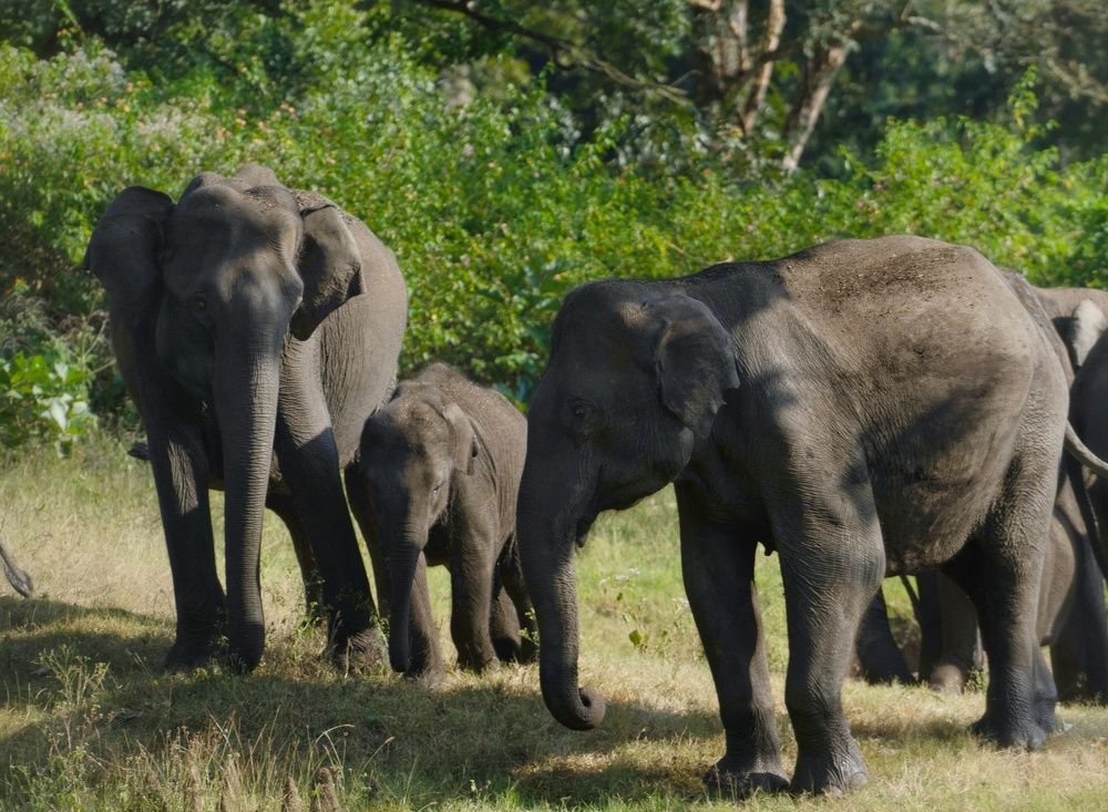 Photograph by SARAVANA MANICKAM