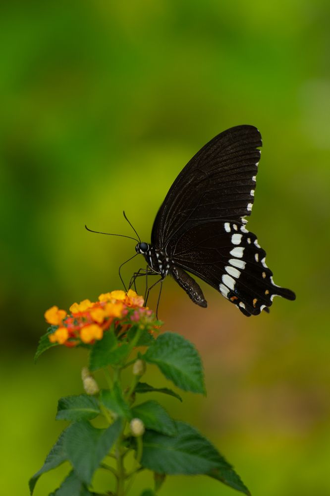 Фотография автора Светлана Зимина