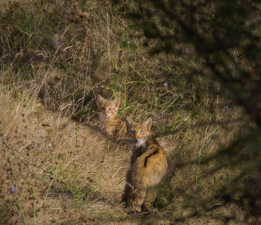 Фотография автора Sebastian Popa