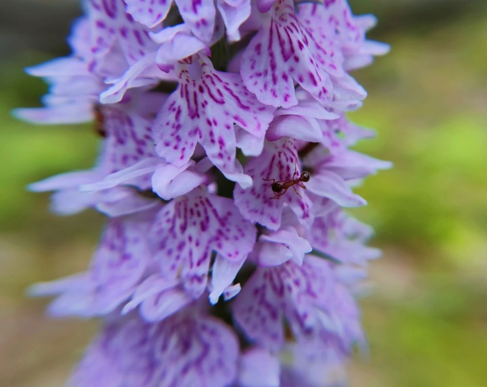 Photograph by Елена Верховская