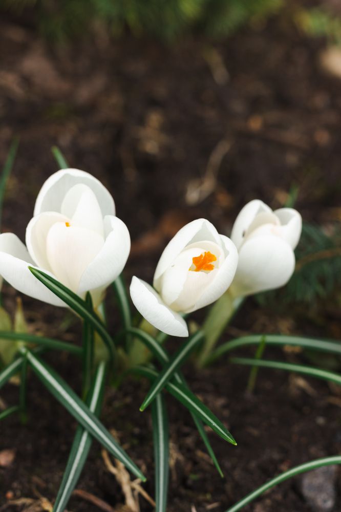 Фотография автора Ольга Войтехович