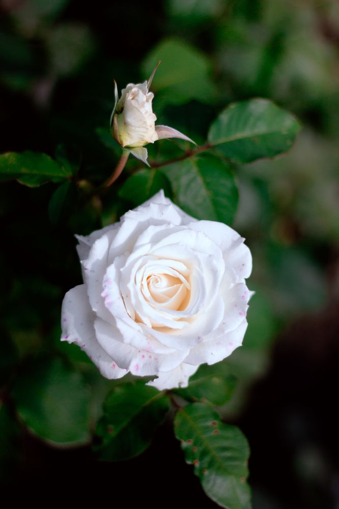 Фотография автора Ольга Войтехович