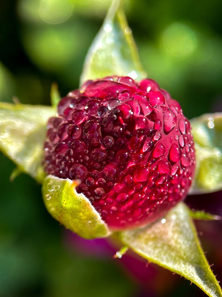 Фотография автора Рамзия Хисамутдинова