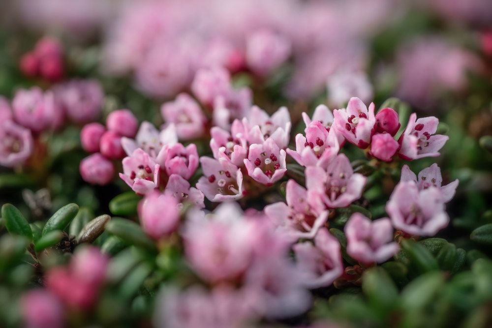 Луазелеурия лежачая