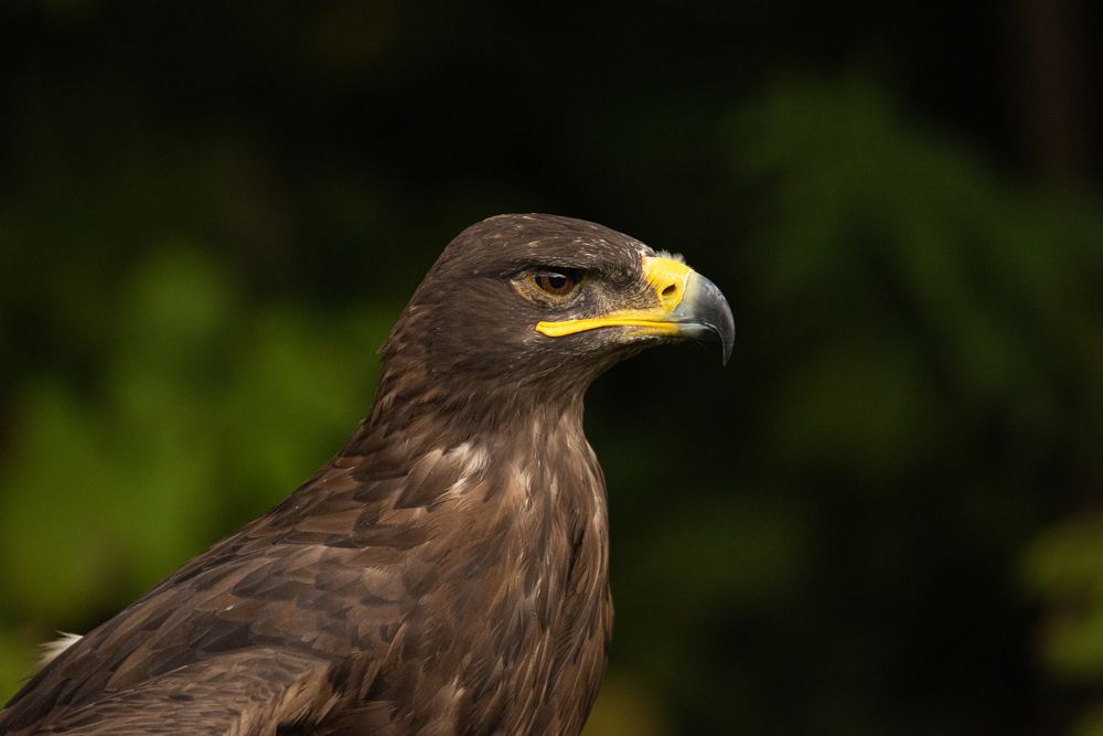 Photograph by наталья залогина