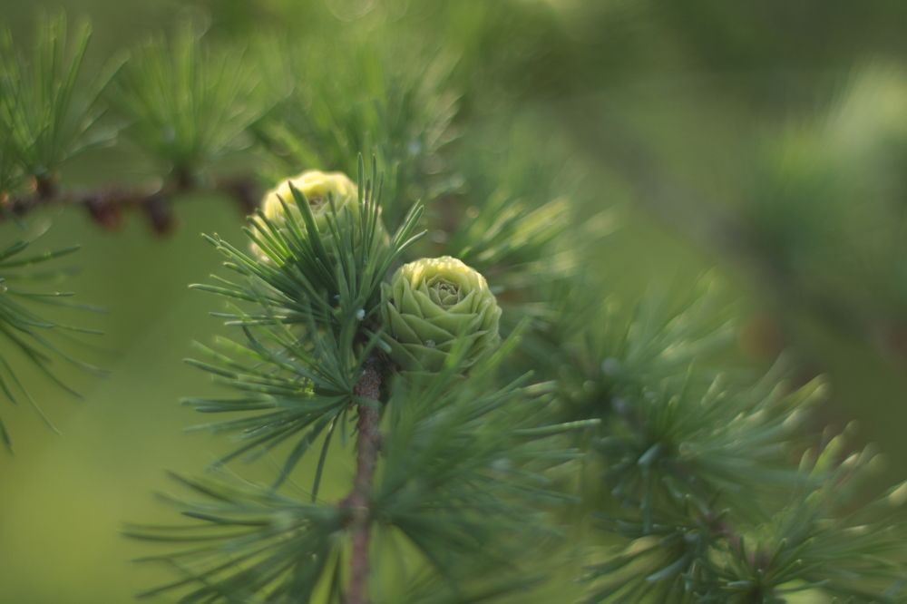 Photograph by Inna Tatarchenko