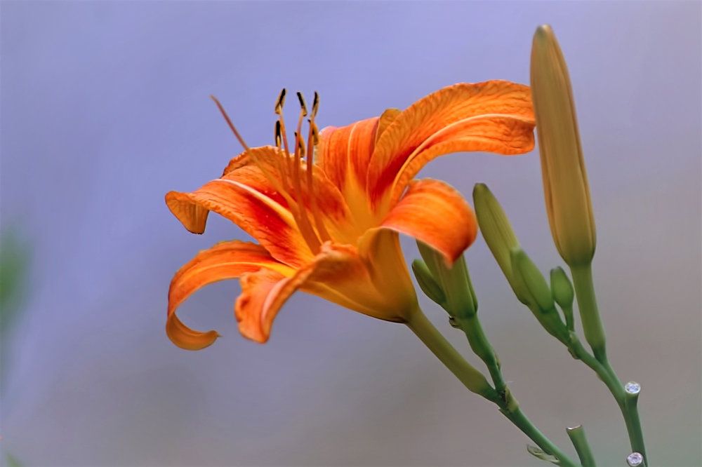 Photograph by A. G. Bisschop