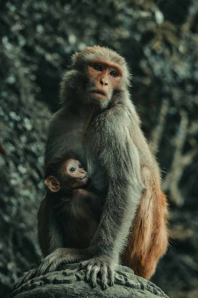 Photograph by Santosh Shrestha