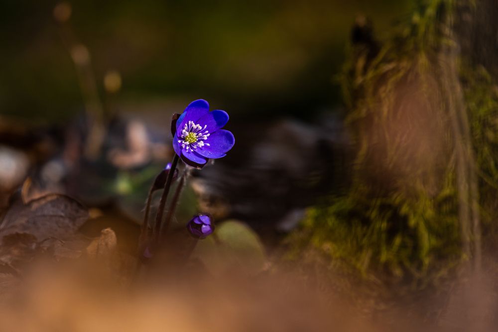 Photograph by levi bagy