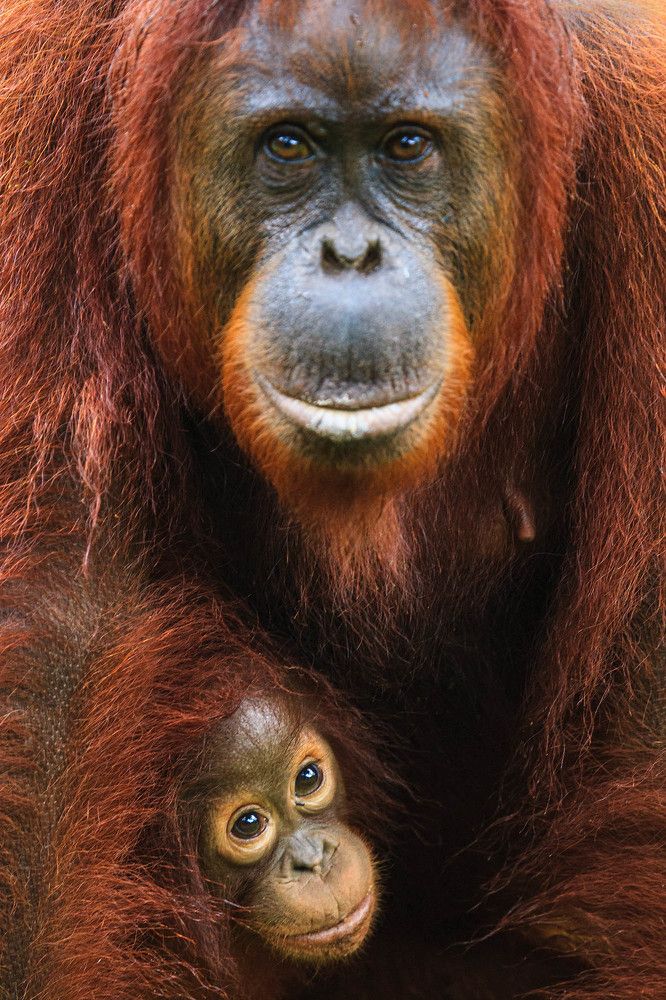 Photograph by Elena  Ovsyankina