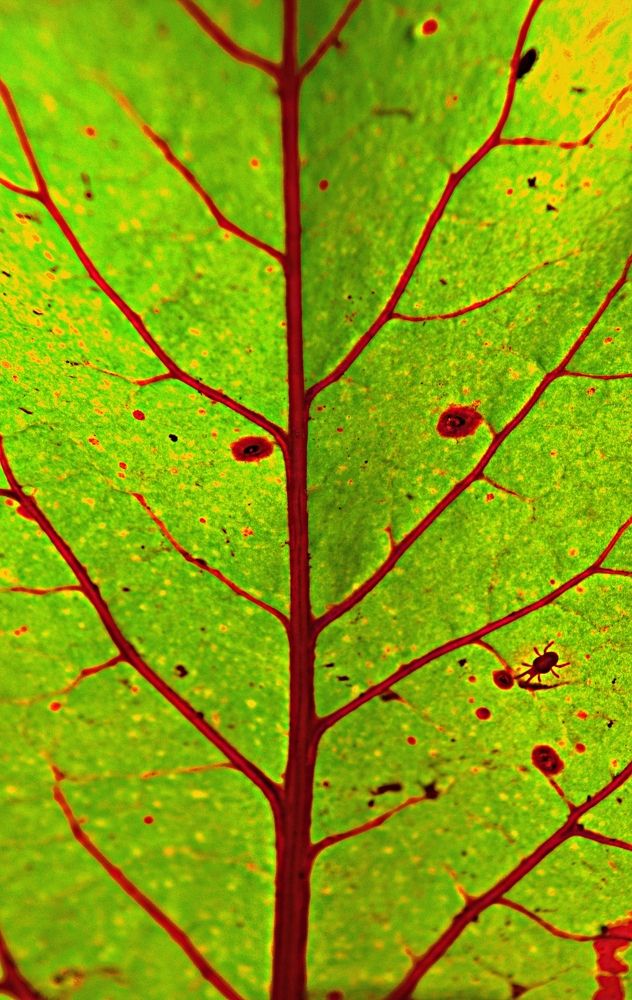 Свекольное древо жизни