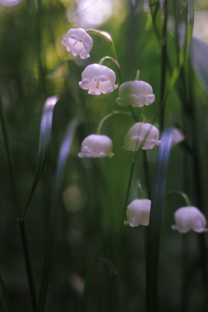 Photograph by Алла Никушкина