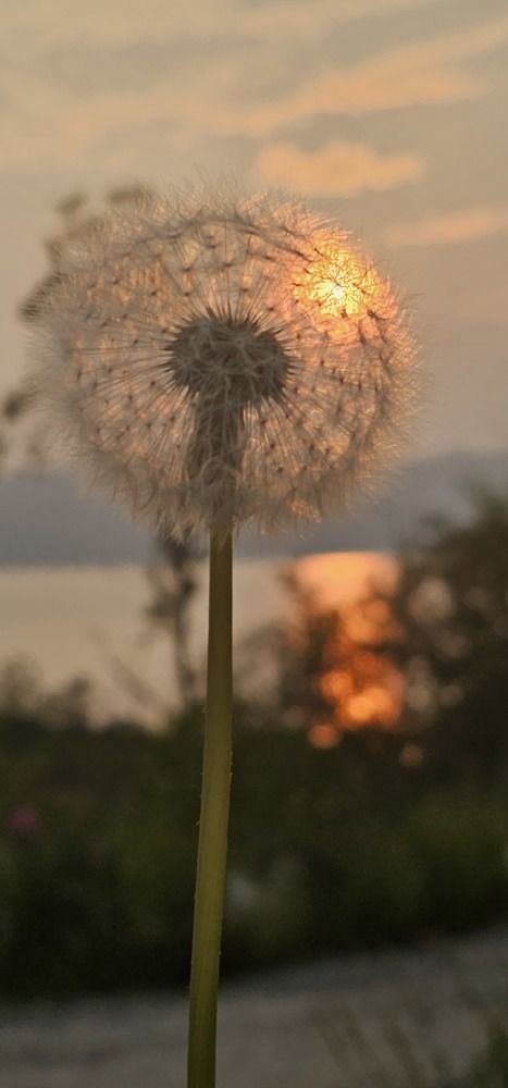 Photo #9558280