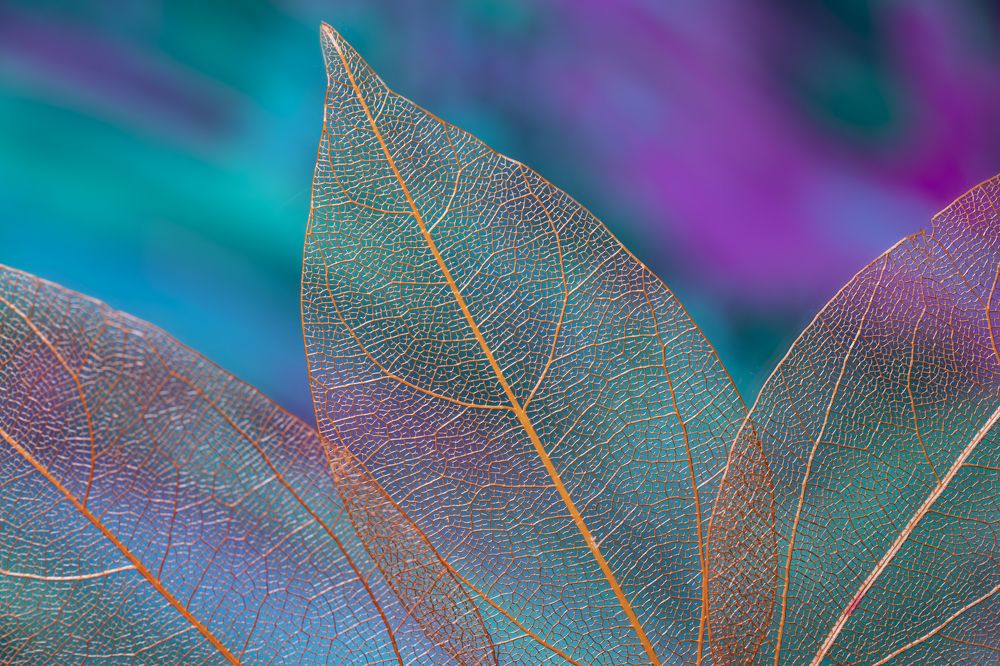 Photograph by Elija202020