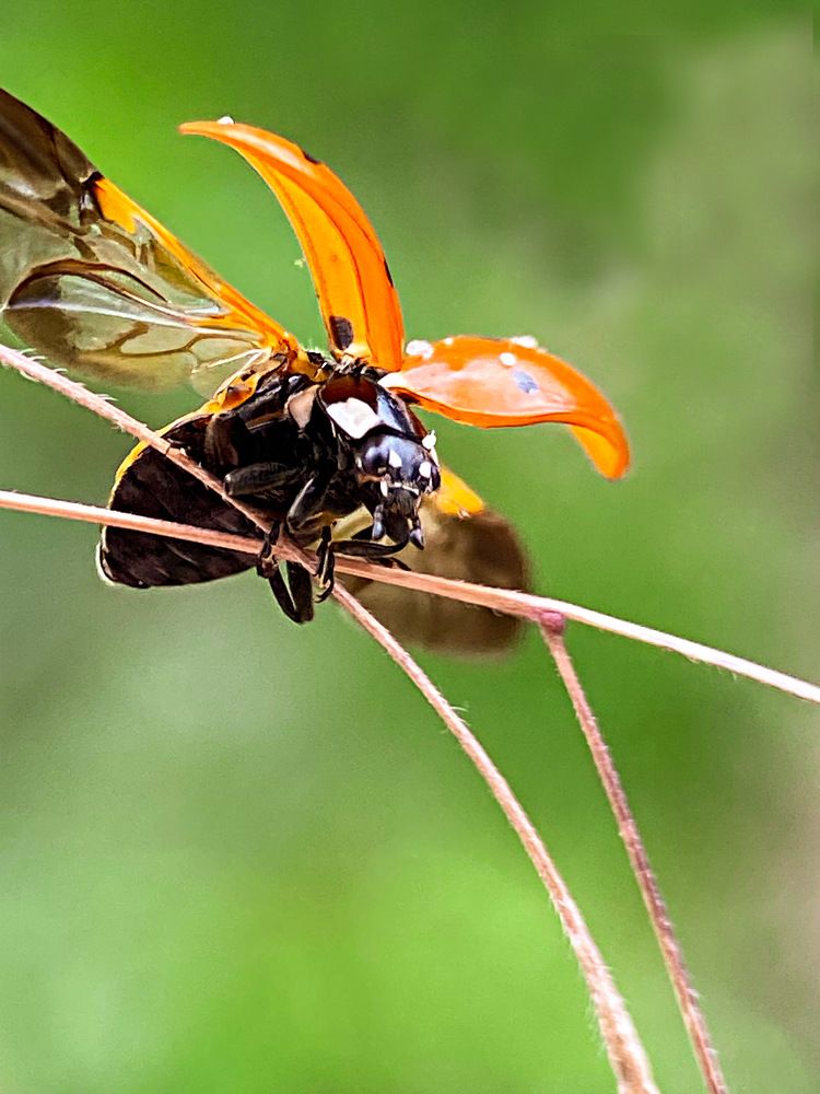 Photograph by Александра Гонтарь
