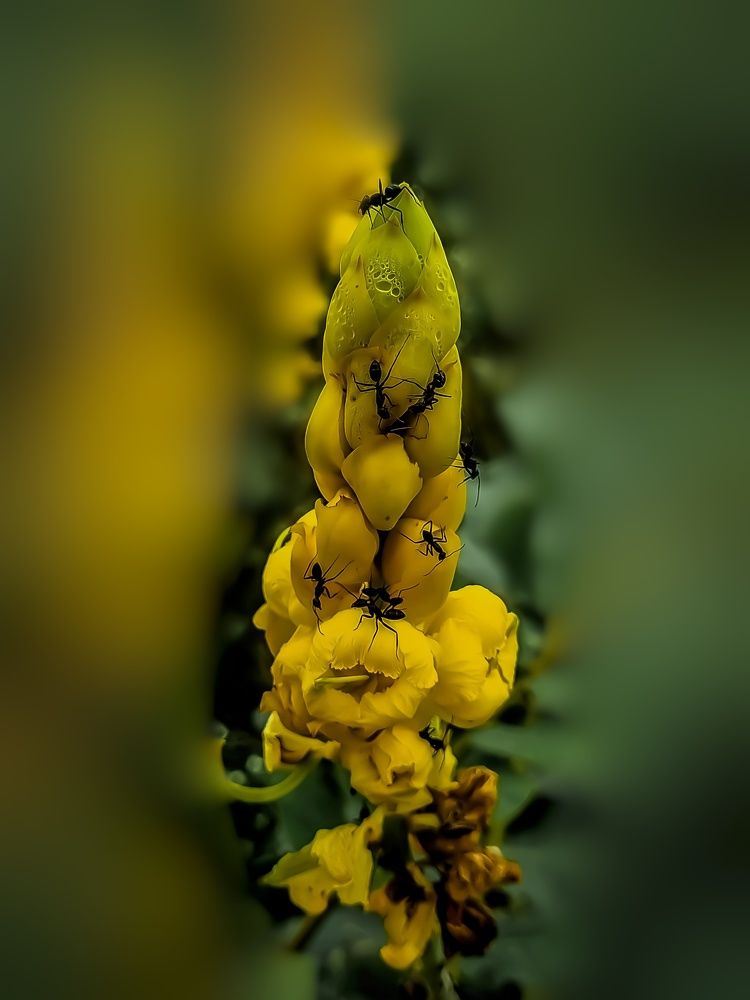 Photograph by Ankit Bhattacherjee