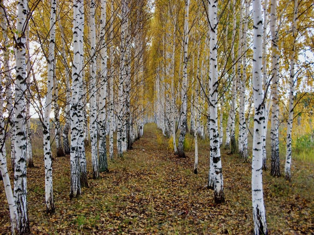 Photograph by Глеб Кузьминых