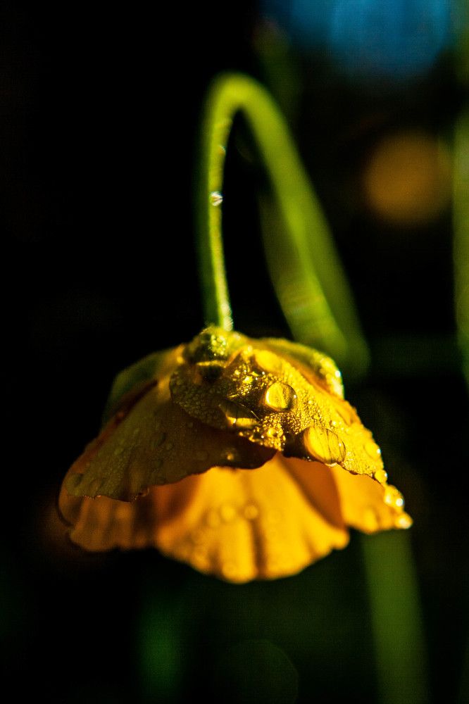 Фотография автора Ирина Гриценко