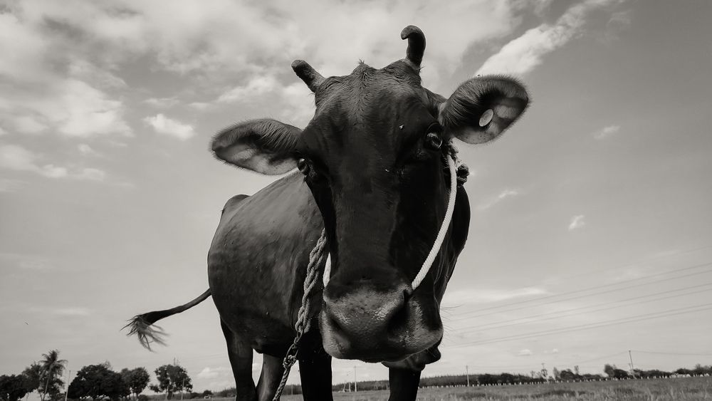 Photograph by Pushparaj natarajan