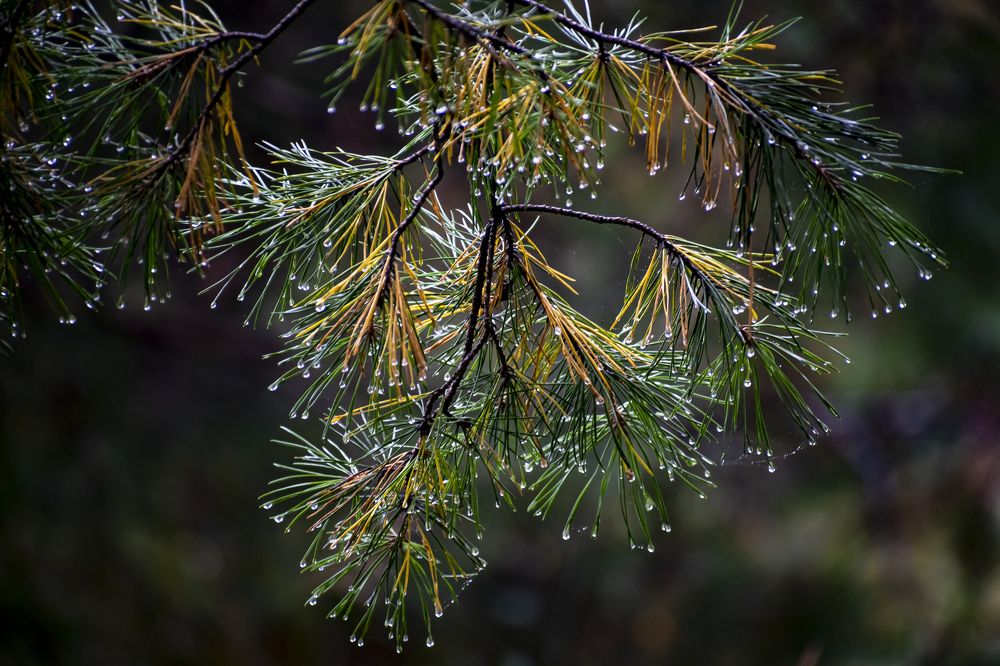 Photograph by Irina Luidinshina