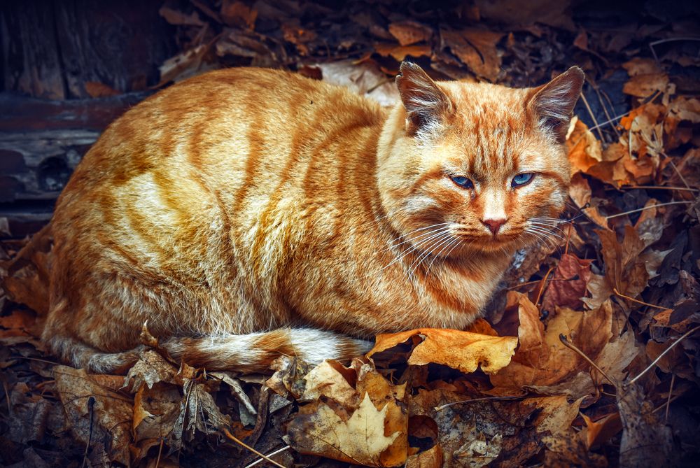 Photograph by Юлия Ковальчук