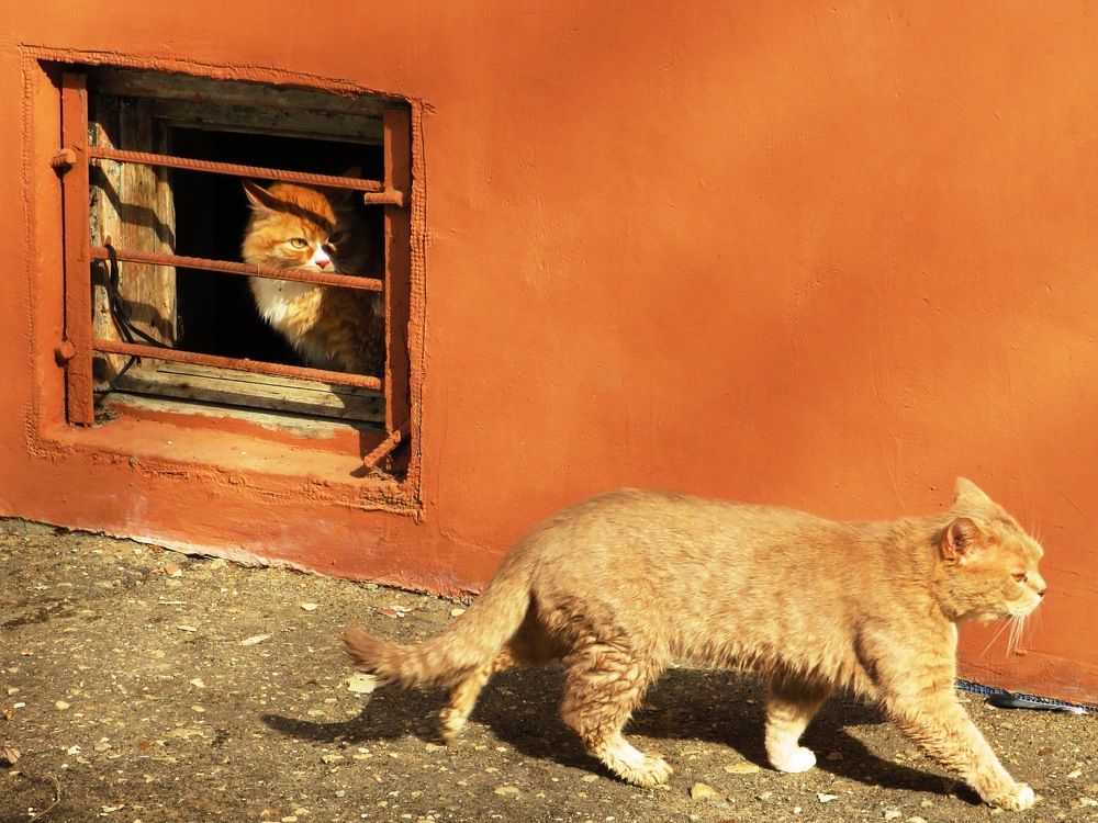 Гордая походка