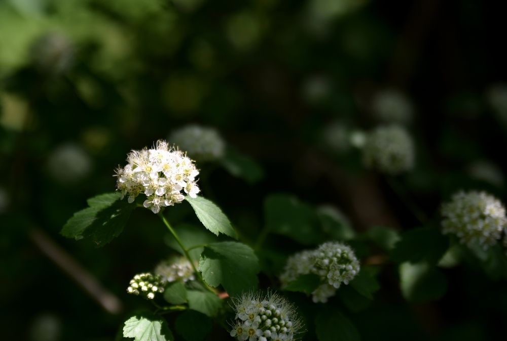 Photograph by Наталья Сорокина