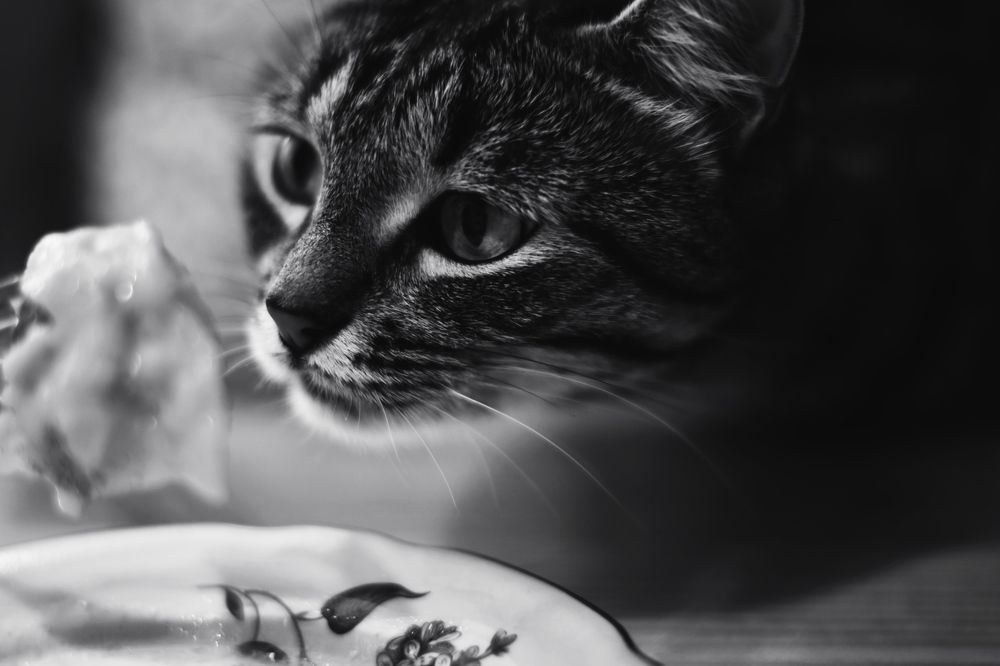 Photograph by Наталья Сорокина