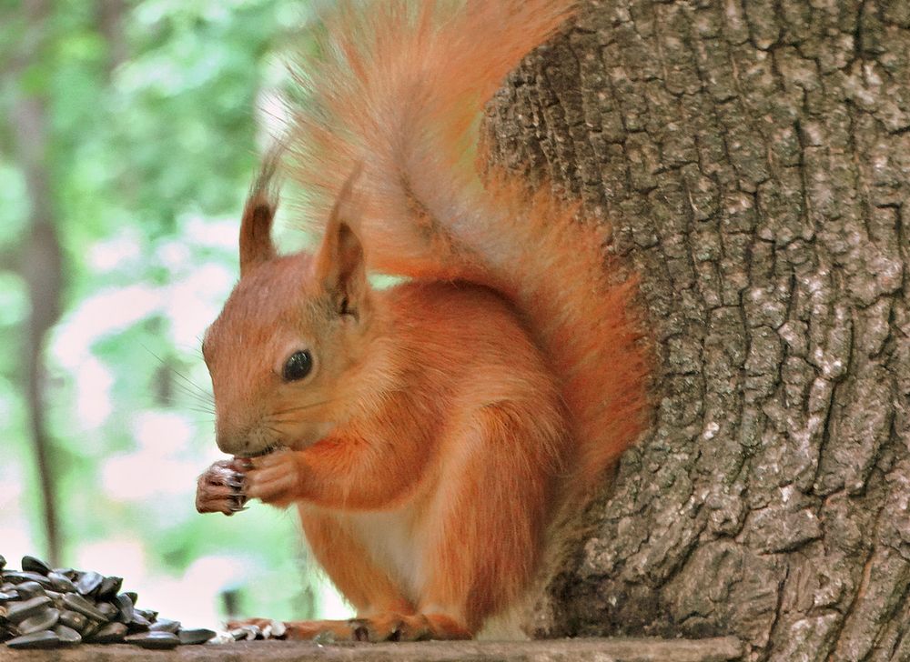 Белка за едой