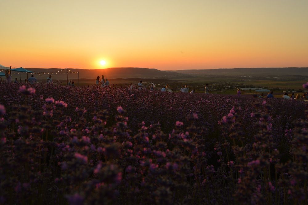 Magical sunset  on lavender fields