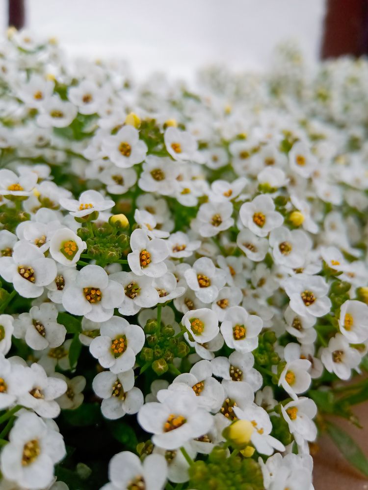 Photograph by Souvik Bhattacharyya