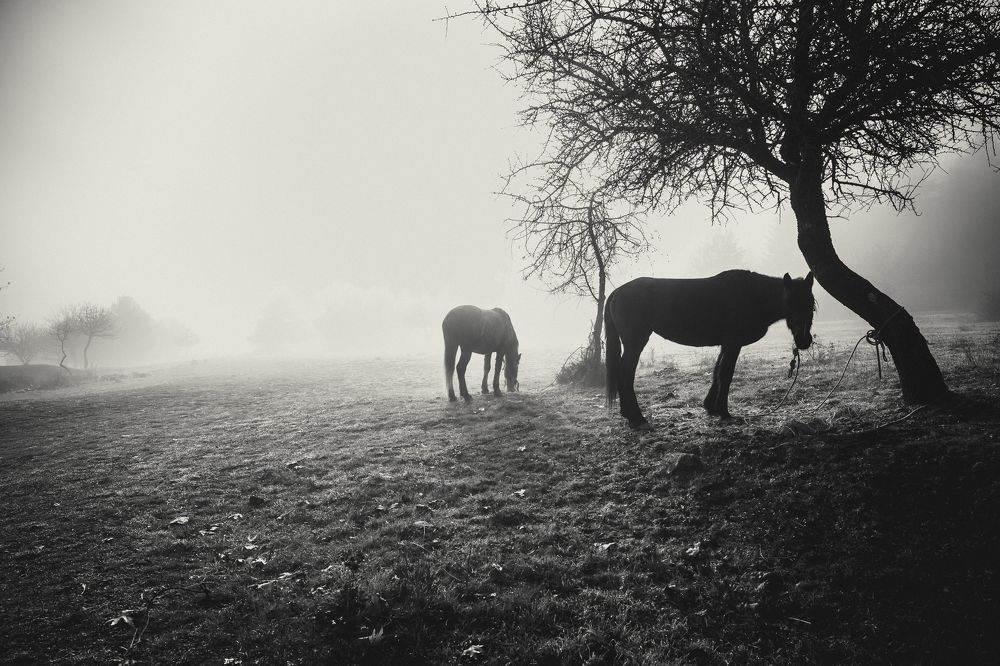 mornings of Bela Tarr