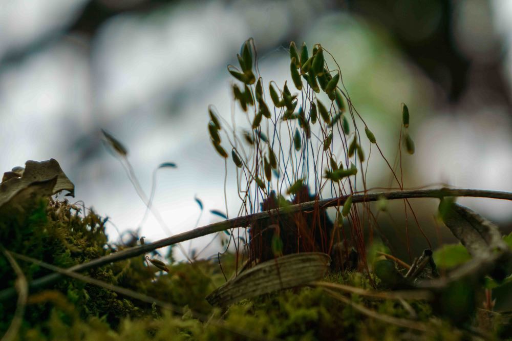 Photograph by Дарий Остахов