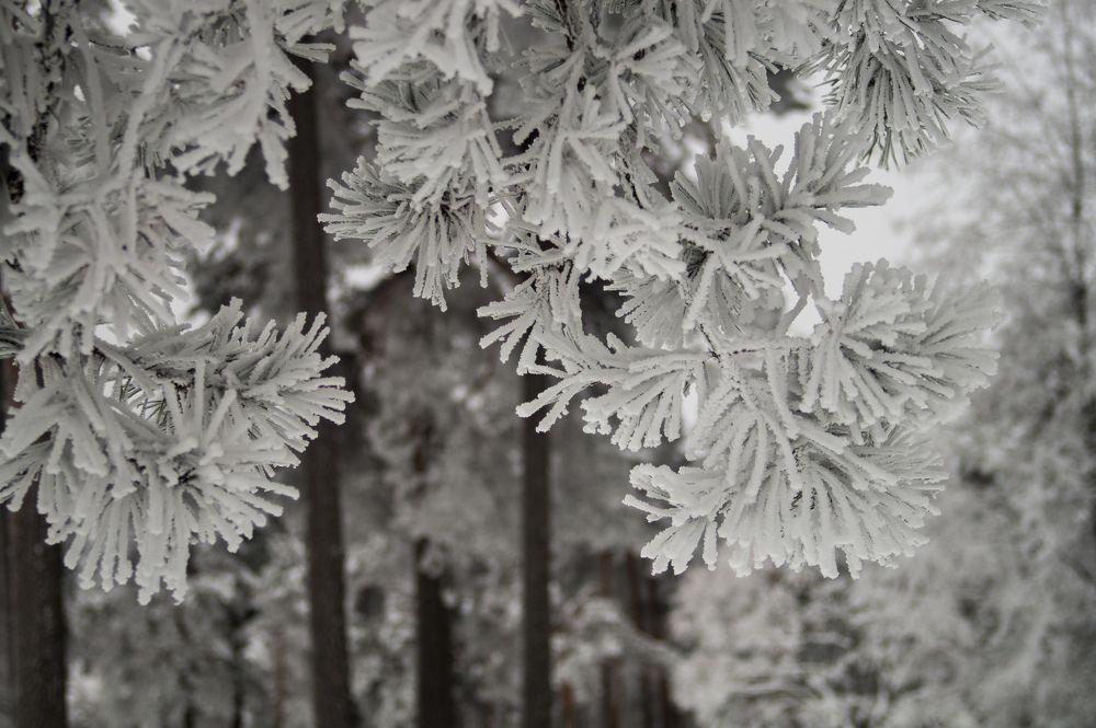 Фотография автора Нина Шкляр