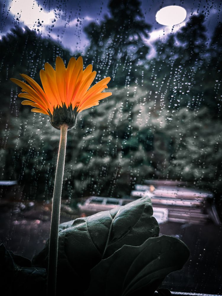 Photograph by Alina Tsilyk