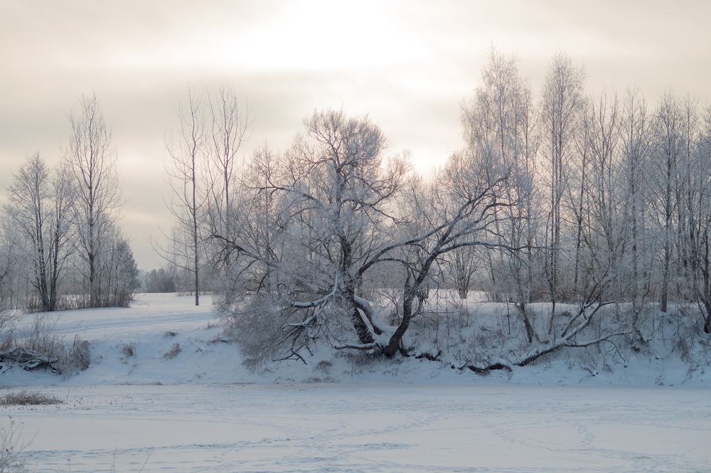 Фотография автора Нина Шкляр