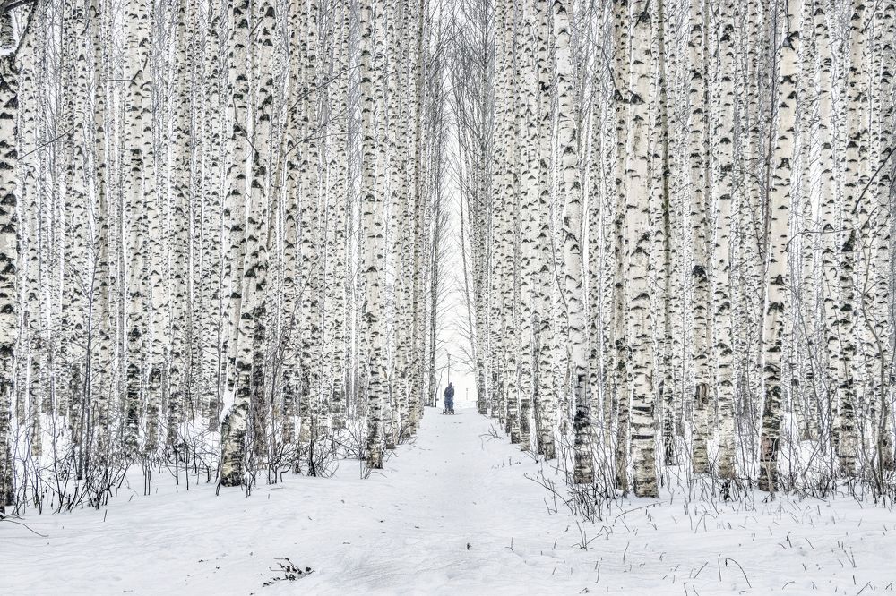 В березовой роще