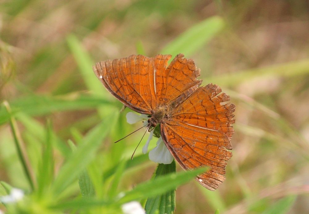 Photograph by Gopinath JM