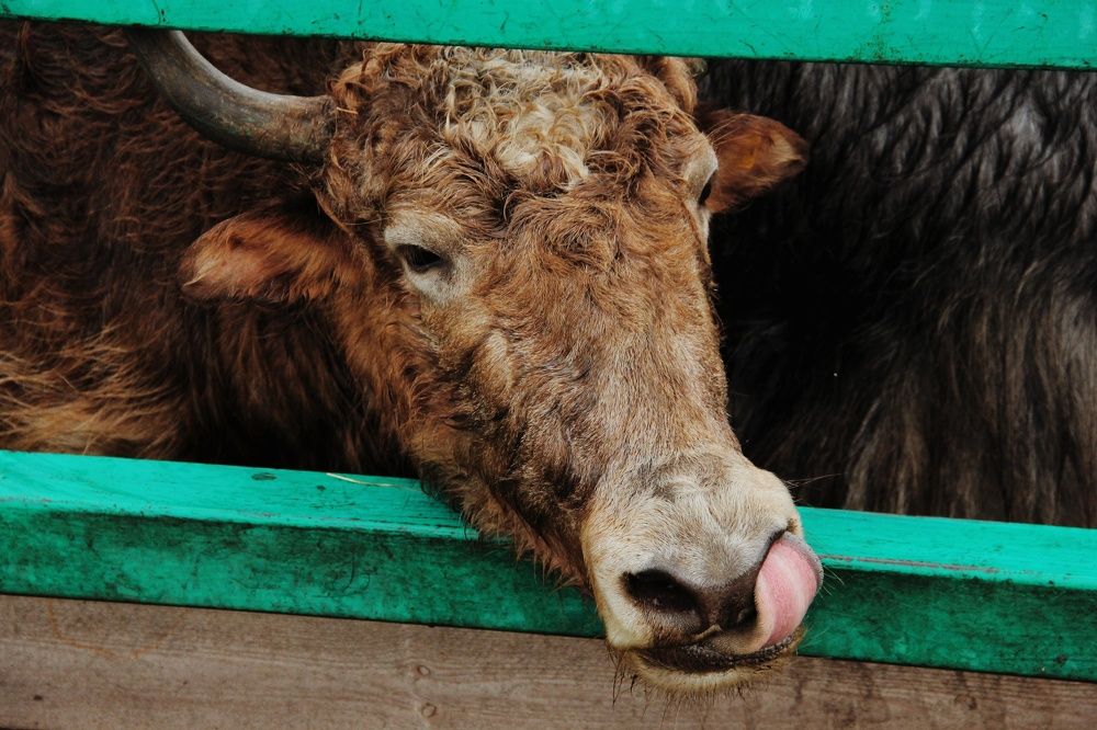 Photograph by Анна Любимова