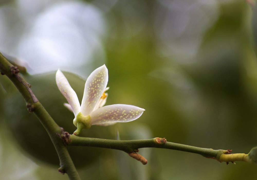 Photograph by Merav Zuberman Perkal