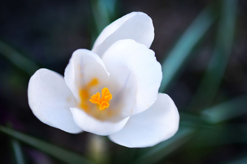 Photograph by Юлия Яровая