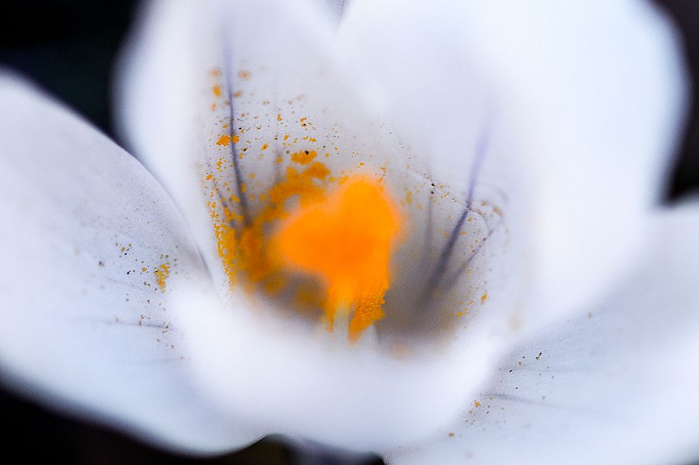 Photograph by Юлия Яровая