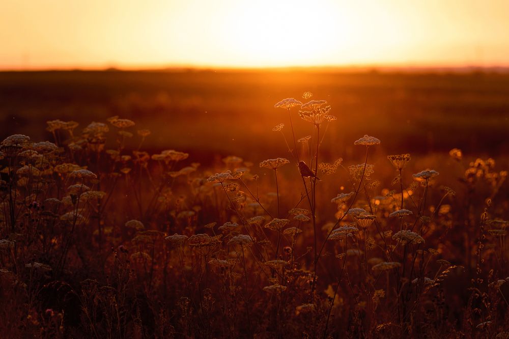 Photograph by Юлия Яровая