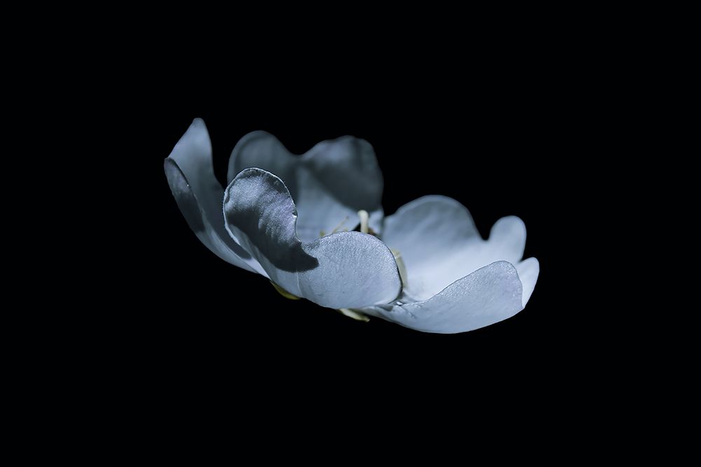 Photograph by Rumi S. Yada