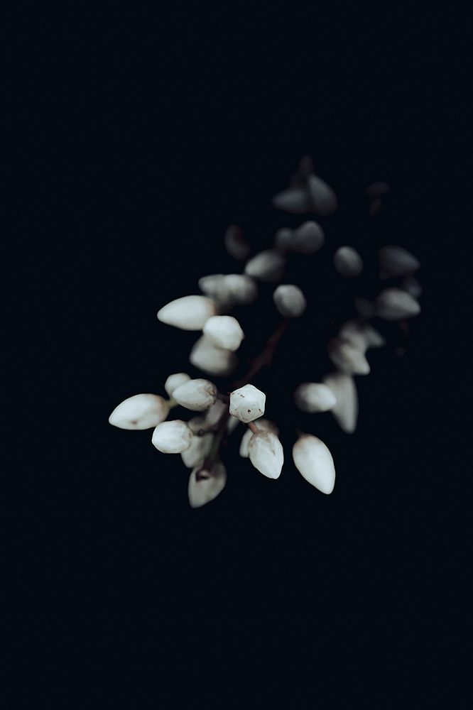 Photograph by Rumi S. Yada