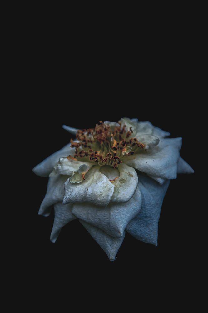 Photograph by Rumi S. Yada