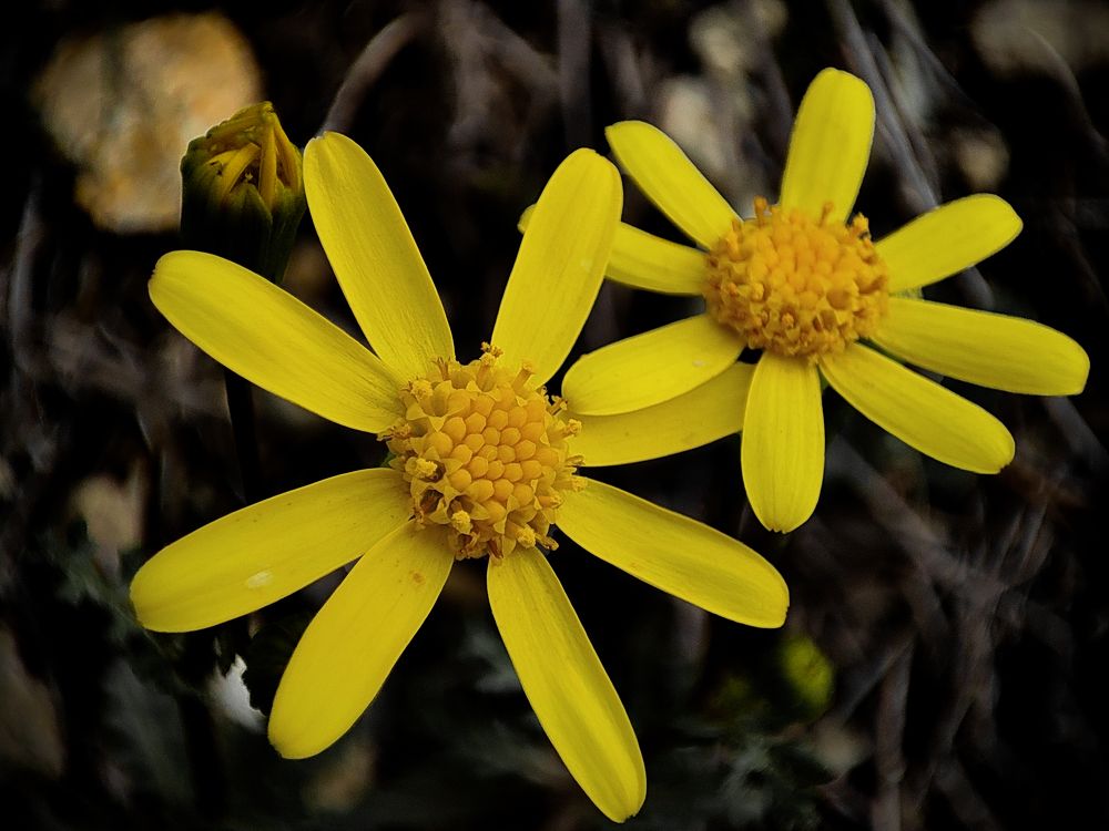 Photograph by mahdi roozbahani